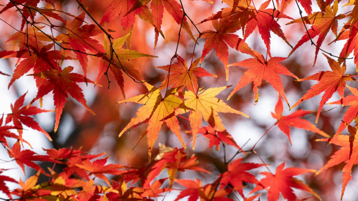 kim-chan-maple leaf autumn-unsplash